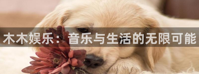 环球360一比一代理合作：木木娱乐：音乐与生活的无限可能